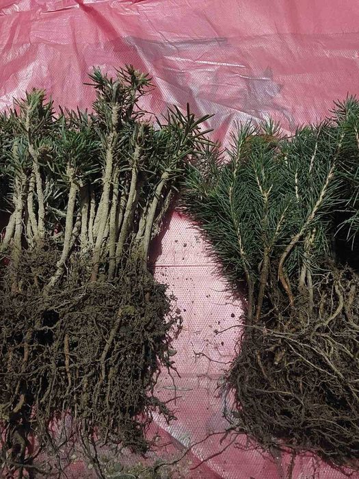 Саджанці ялиці та смереки