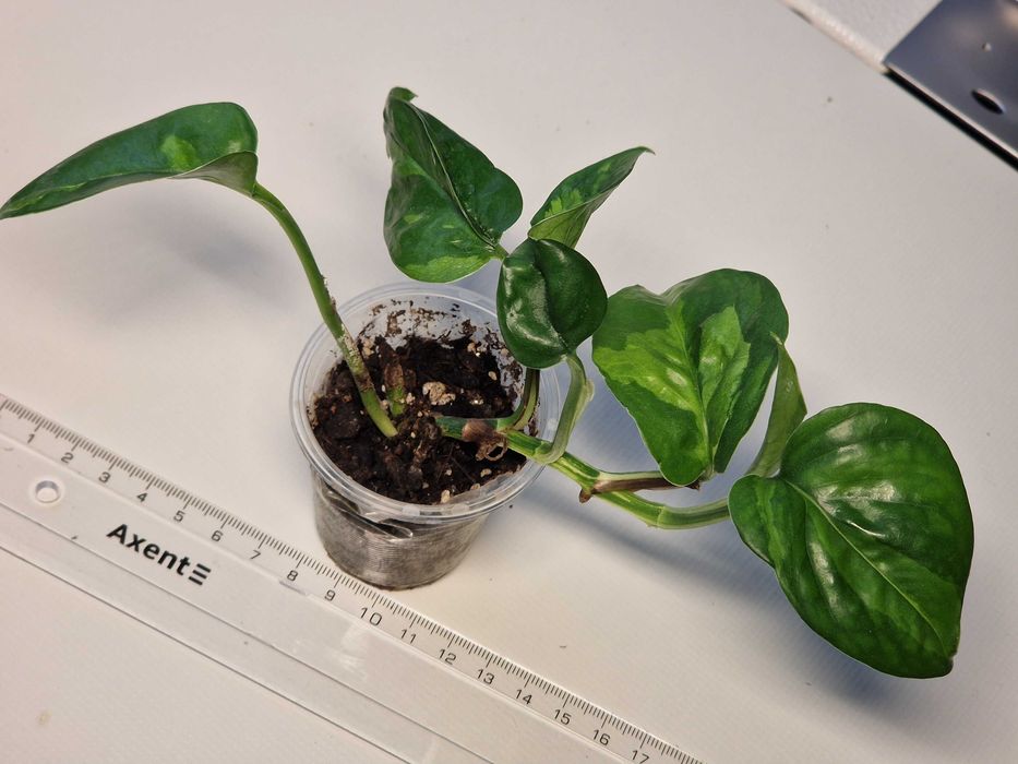 Епіпремнум сциндапсус глобал грін