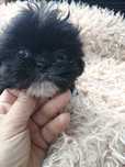 Shihtzu chłopiec