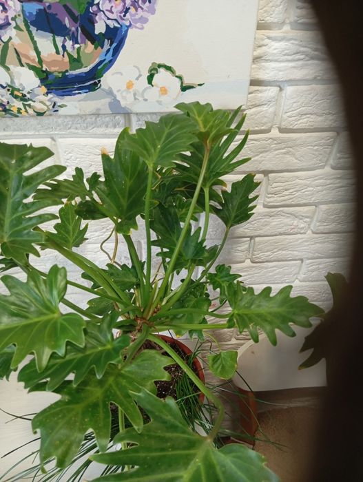 Продаж кімнатних рослин