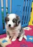 Border collie FCI suczka blue merle  linia show