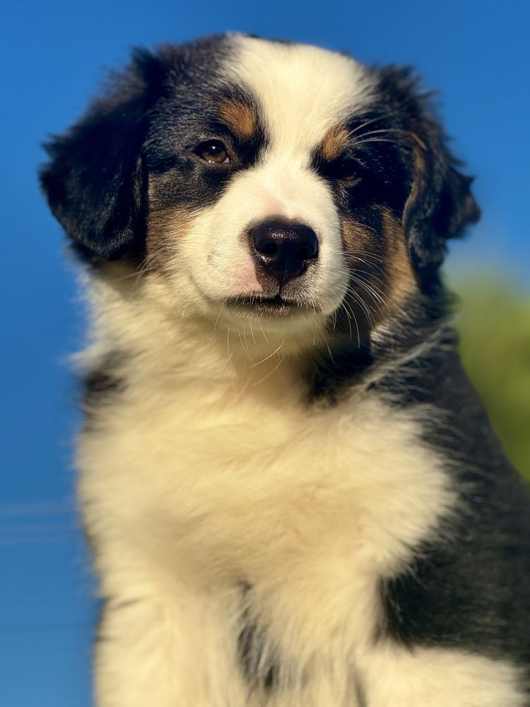 Amerykański owczarek miniaturowy- MAS - Mini Aussie- piesek FCI