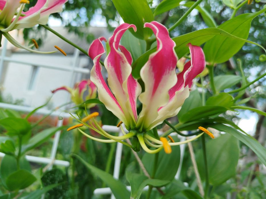Глориоза, вьющаяся лилия