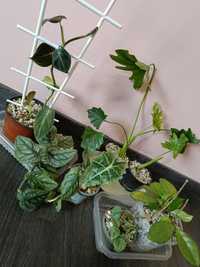 Rośliny domowe  dubia,alokazja,filodendron, hoyaitd)