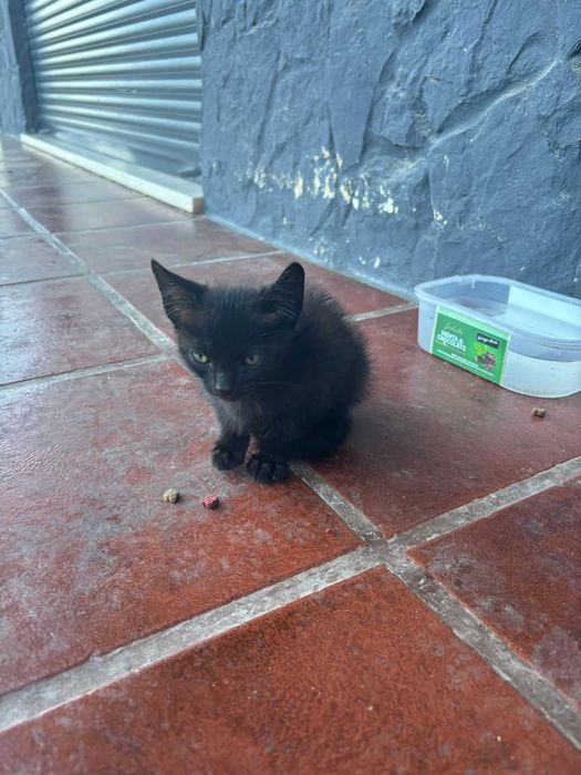 Adoção gatinhos !