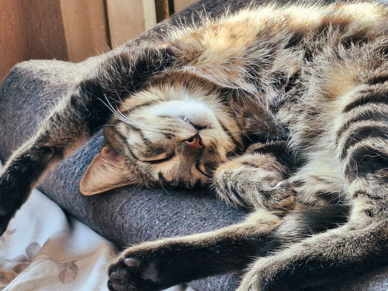 Отдам кота, мальчика