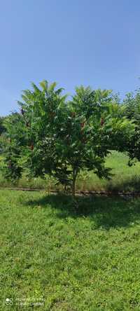 Озеленение. Сумах оленерогий. Уксусное дерево. 6-7-и летнее