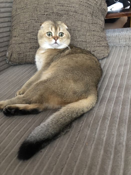 Вязка золота шиншила