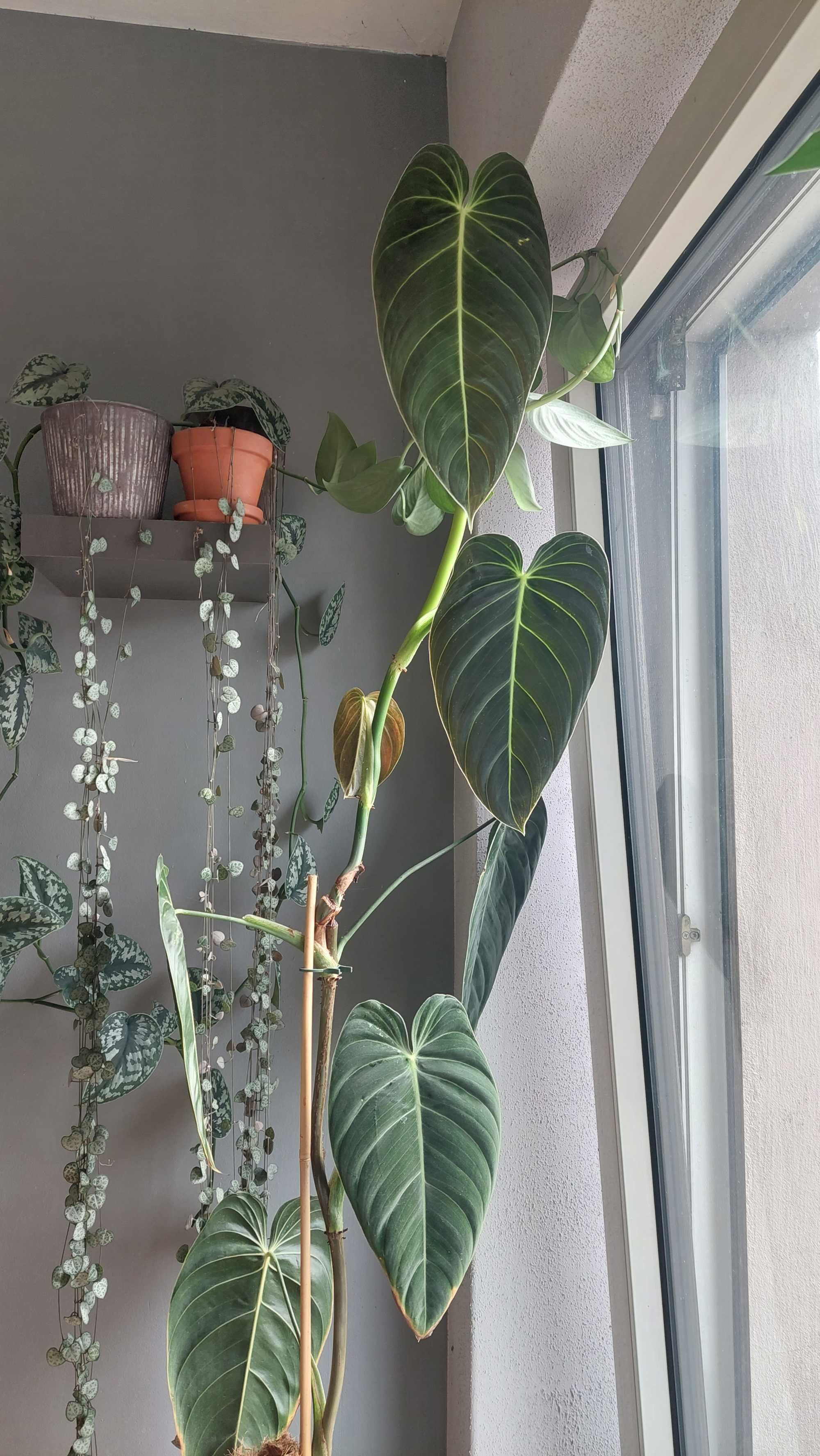 Philodendron Melanochrysum, dwie sadzonki w doniczce