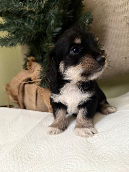 Szczeniak suczka york