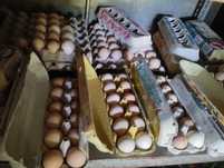 Ovos patos Gigantes / Malines. Brahmas/ Sedosas USA /Jersey/ Araucanas