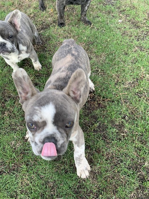 Чудові французики