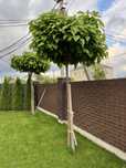 Катальпа Нана, Пурпуреа Catalpa Nana Purpurea