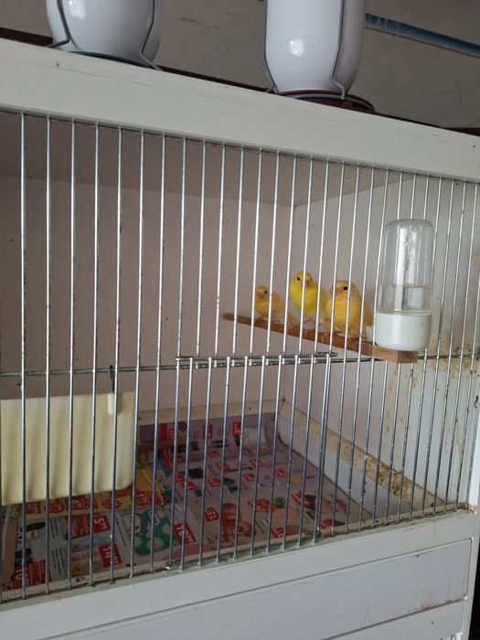 Kanarki agat czerwono pierśny