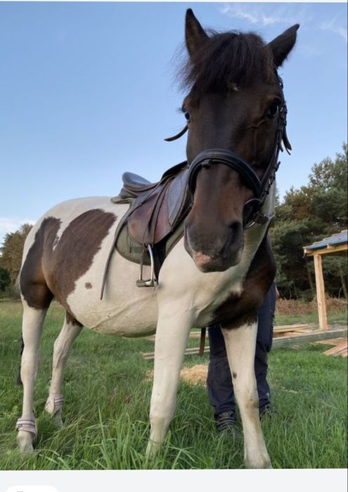 Sprzedam klacz huculską -źrebna