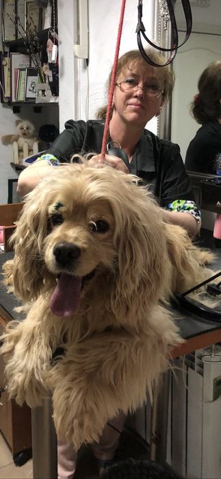 Стрижка кошек , собак, кроликов