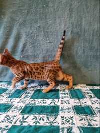 Бенгальськие котята котенята кошенята