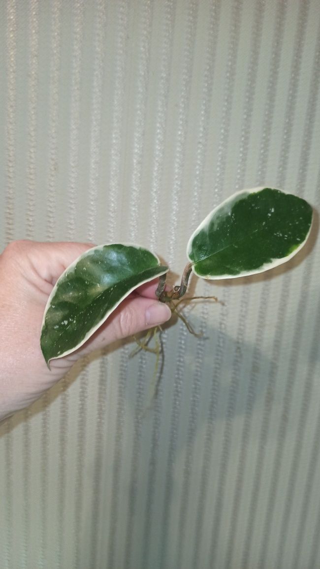 Hoya Albomarginata Crimson Queen