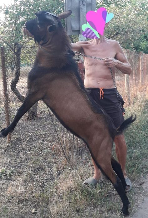 Продам альпійського цапа