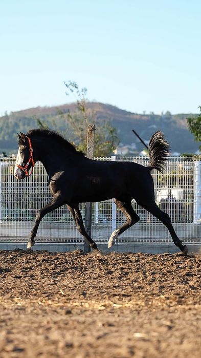 Poldro Puro lusitano