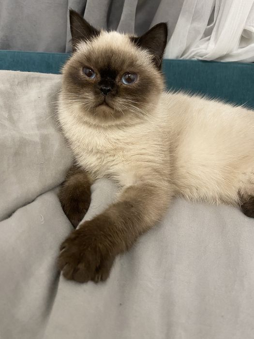 Британське кошеня