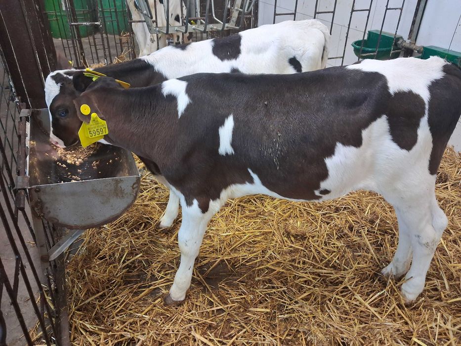 byczki cielaki cielęta statery