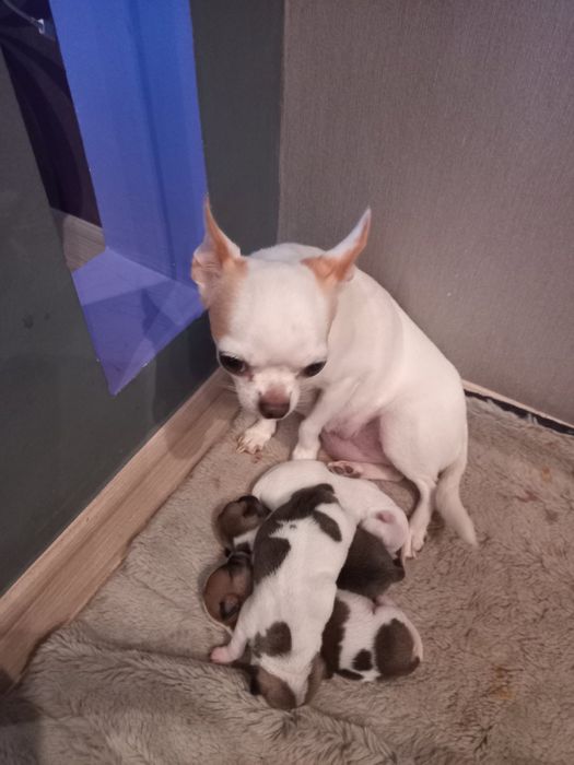 Щенки чихуаху