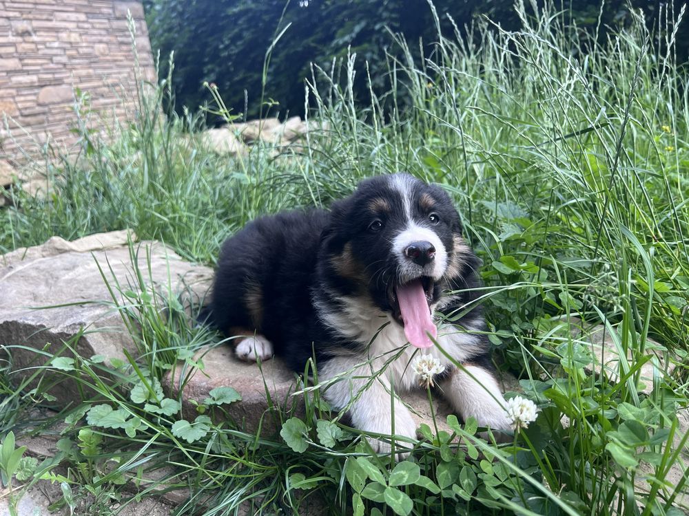 Piesek Border Collie
