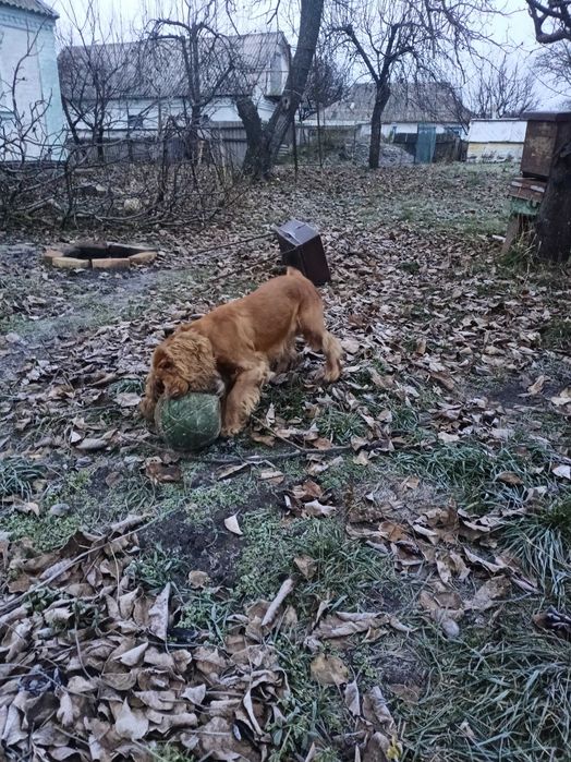 Англійський спаніель, шукає дбайливі ручки