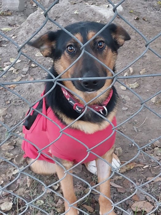 Oddam za darmo ze schroniska młodą  suczke po sterylizacji