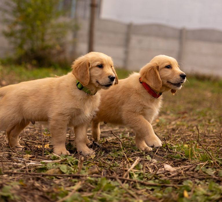 Щенки золотистого ретривера – дети чемпионов!