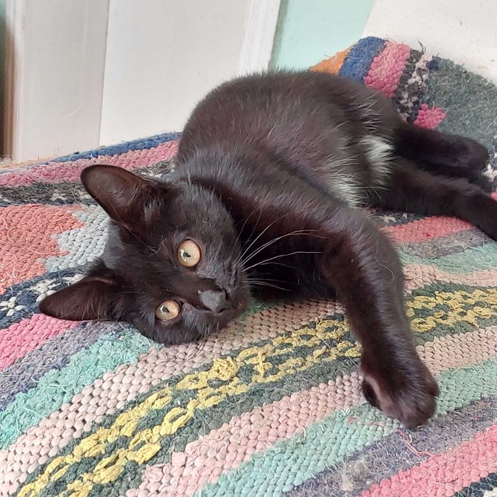 Чорна шоколадочка чекає на родину.