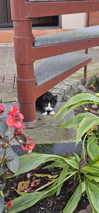 Koty do oddania - Ornontowice