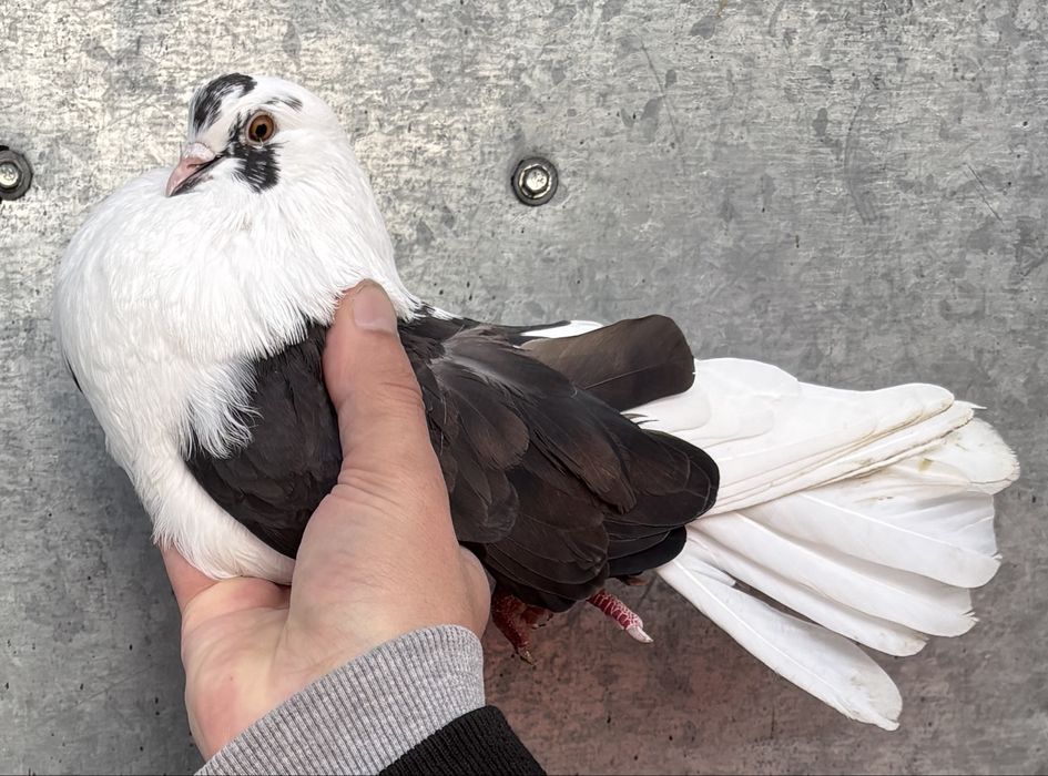 Sprzedam orliki szariki