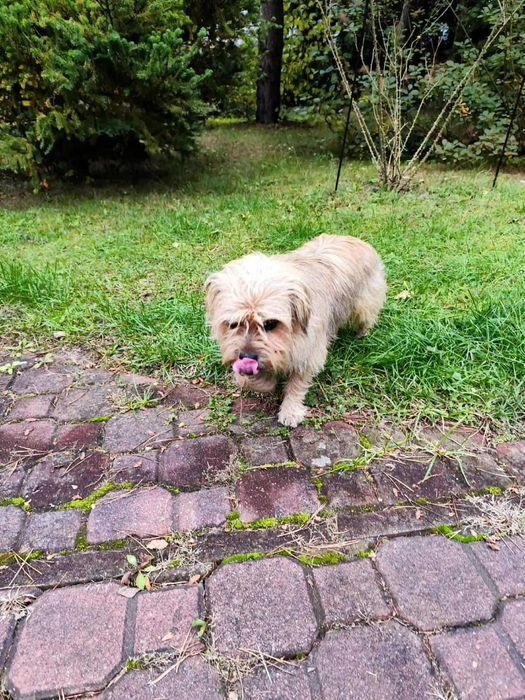 Teddy cudny psiak do adopcji