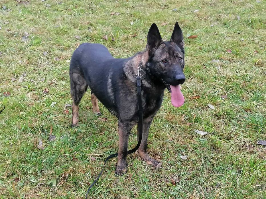 owczarek niemiecki uzytkowy pies 15 mis