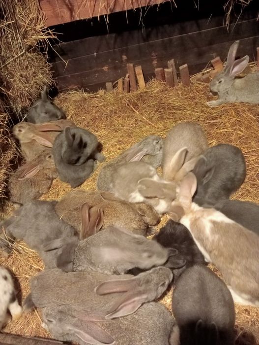 Króliki czytać opis