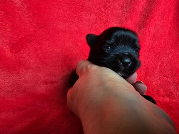 Yorkshire Terrier Black