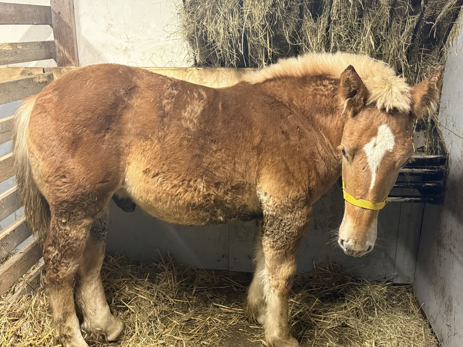 Ogier zimnokrwisty typ sztumski 8 miesiecy