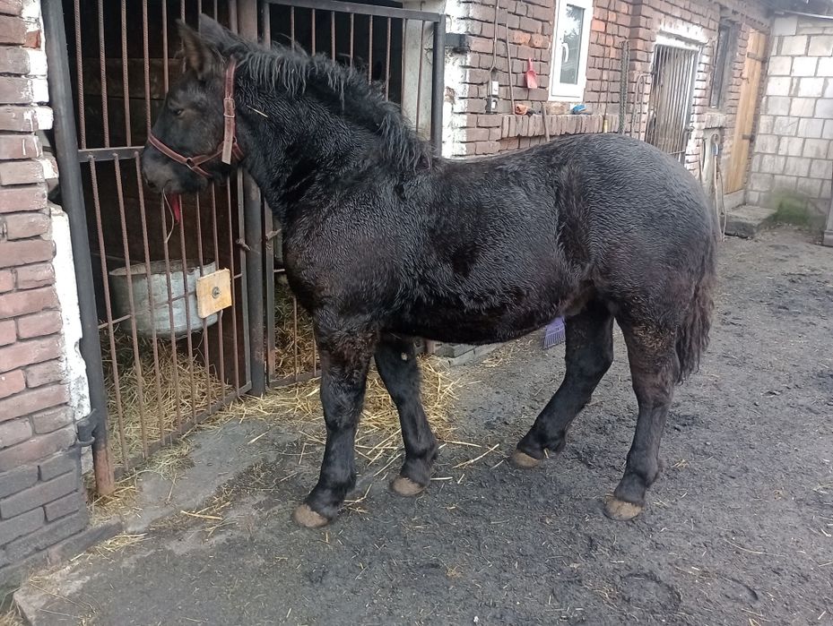 Ogierek zimnokrwisty