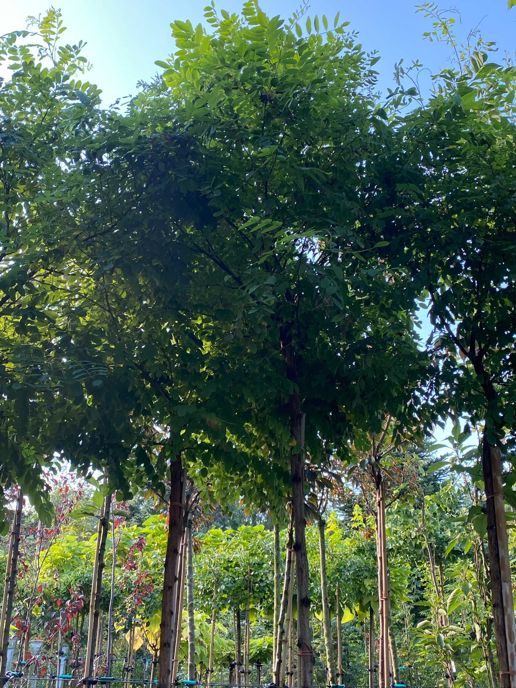 Robinia akacjowa UMBRACULIFERA Pa200