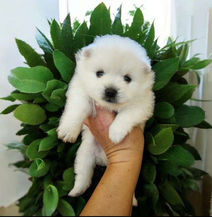 Spitz alemão menino