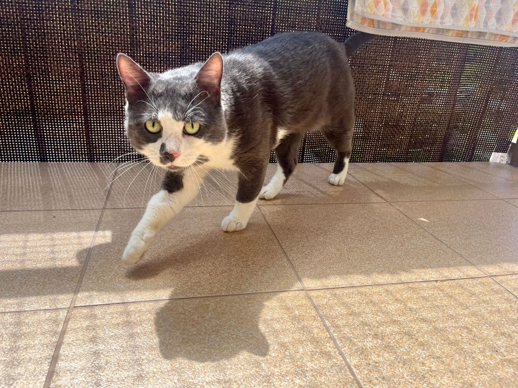 OREO poleca się do adopcji