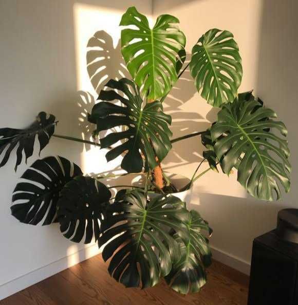 Монстера - чудернацька рослина. Остання.