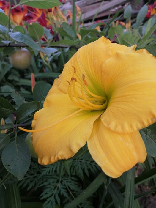 Продам Розы, лилейники,ирисы, хризантема, юка, физостегия, бадан, и др