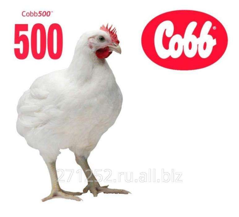 Цыплёнок "Кобб 500"