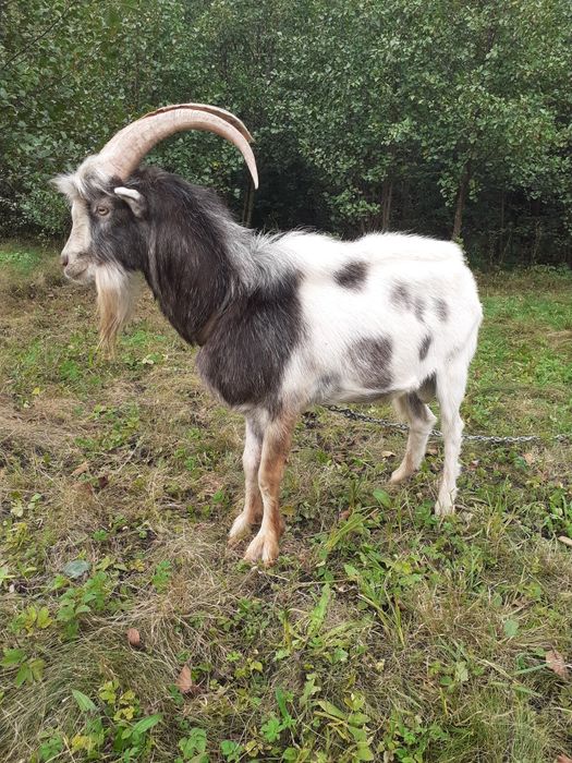 Цапи ламанча продаж