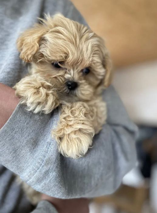 Maltipoo Maltańczyk +pudel toy red Brown chłopiec