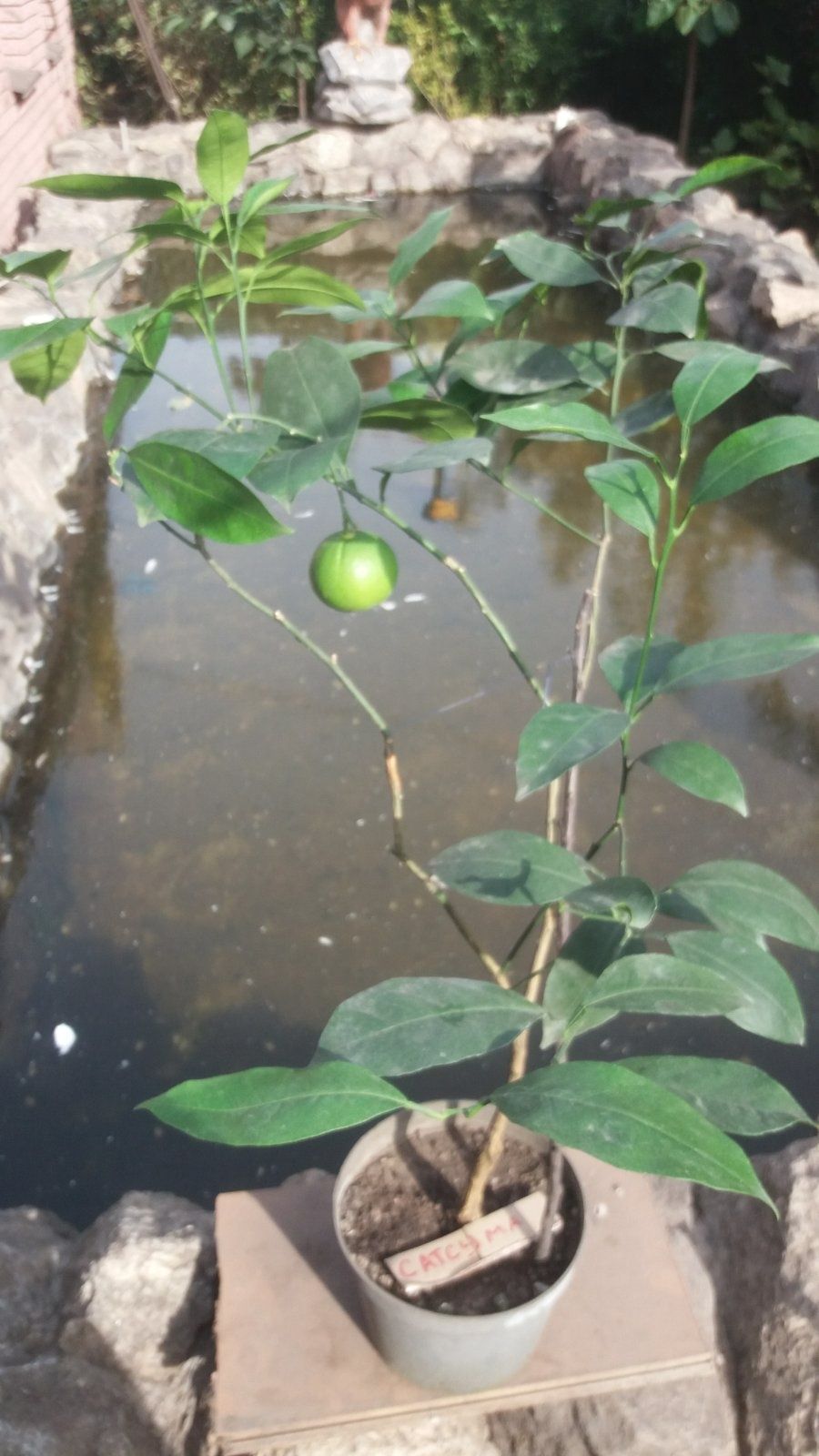 Мандарин Сатсума с плодом