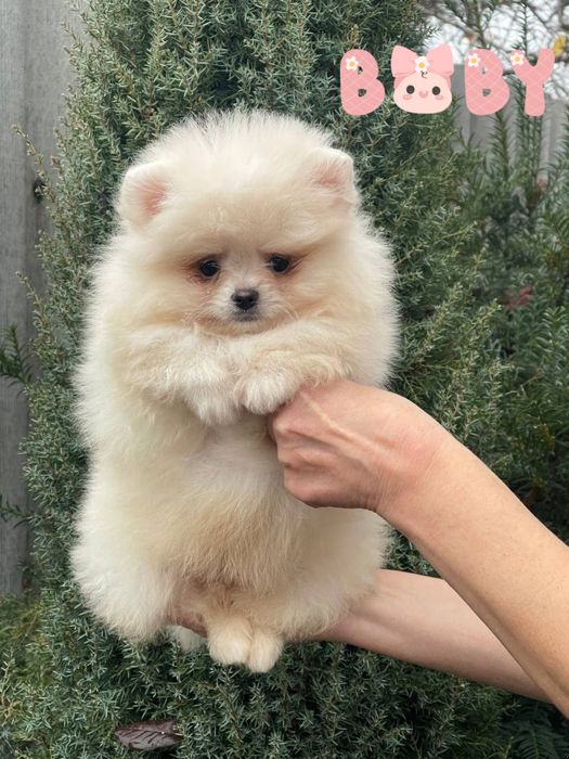 Сладкие бубочки. Мальчик и девочка померанский шпиц!